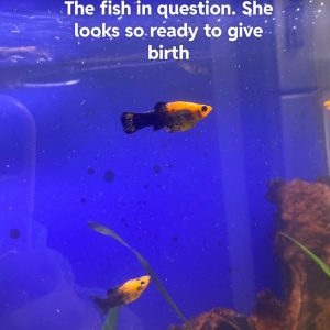 Duration Of Mollies Pregnancy: How Long Are Mollies Pregnant?