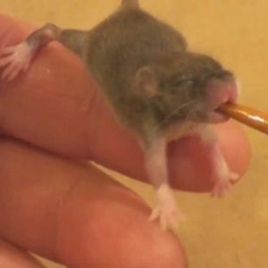 Complete Guide: How To Take Care Of A Baby Mouse
