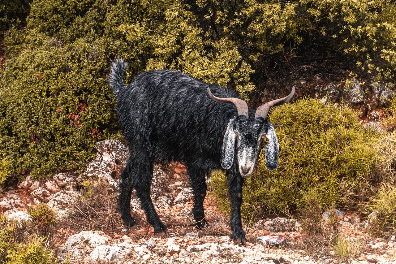 Goat, steppe, mammal — The Joy of Financial Preparedness with Koitoto