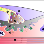 calcium channels muscle cells