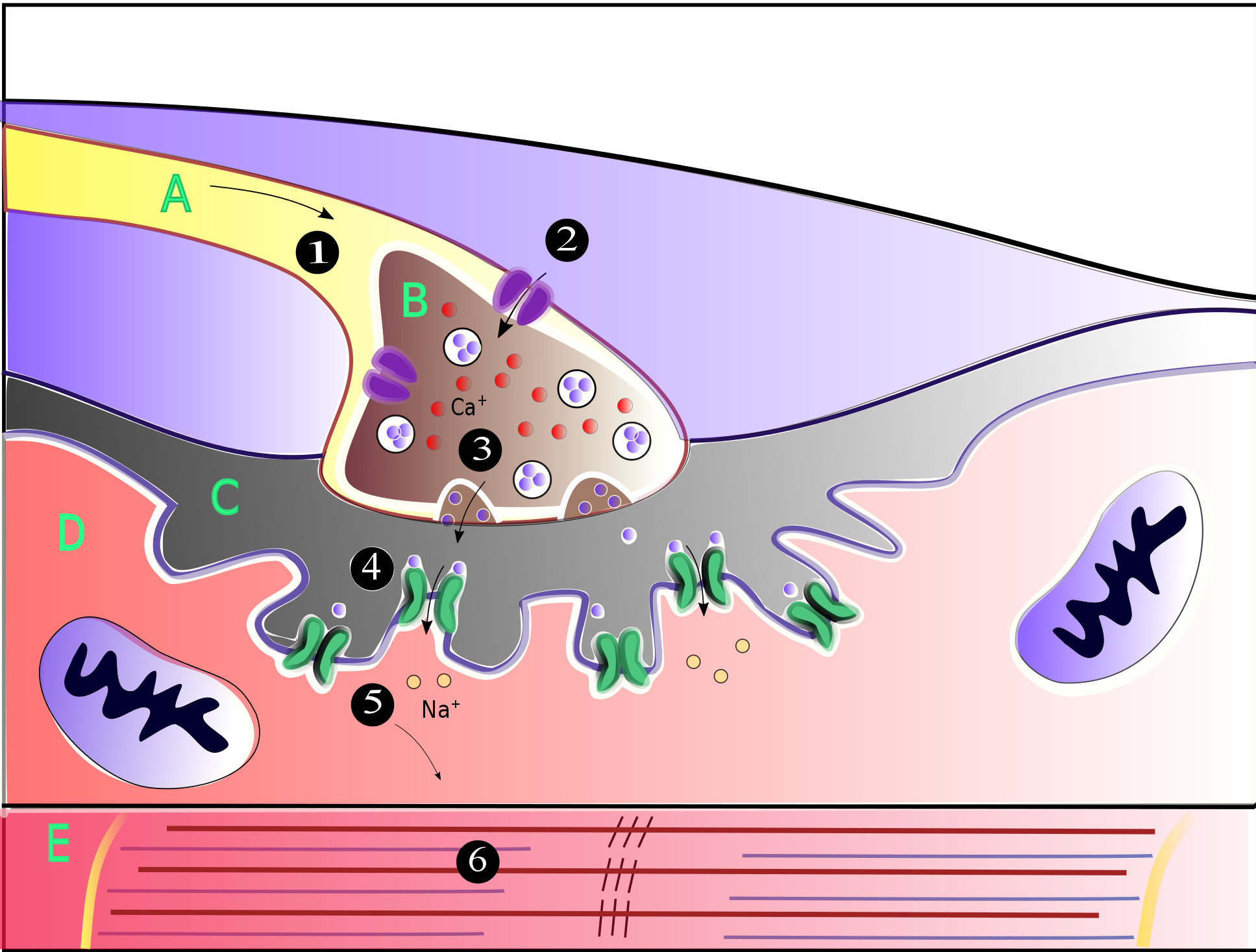 calcium channels muscle cells